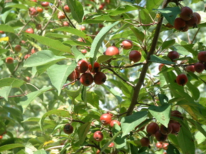 crabapples in.jpg